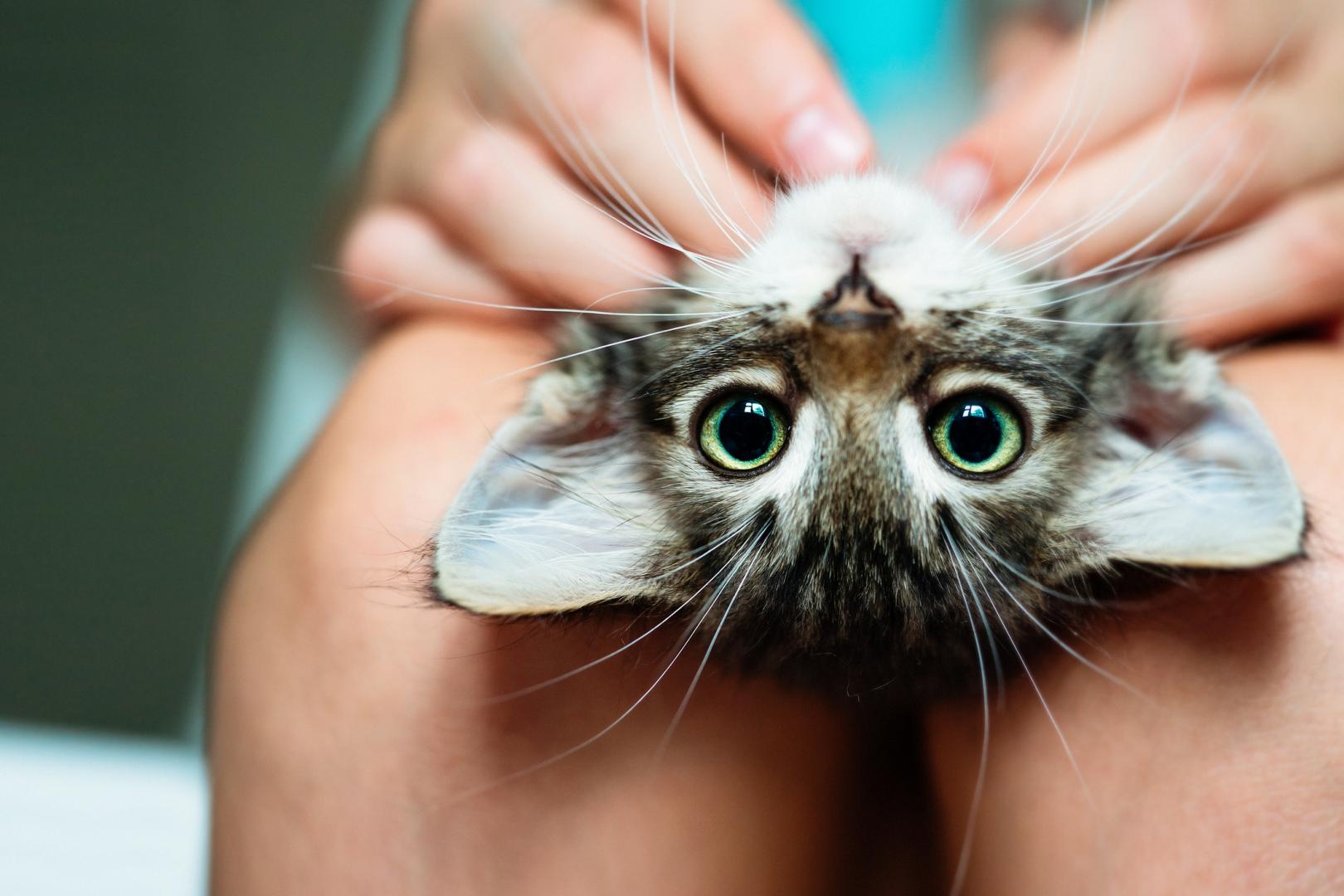  Valóban gyógyít a macskadorombolás?