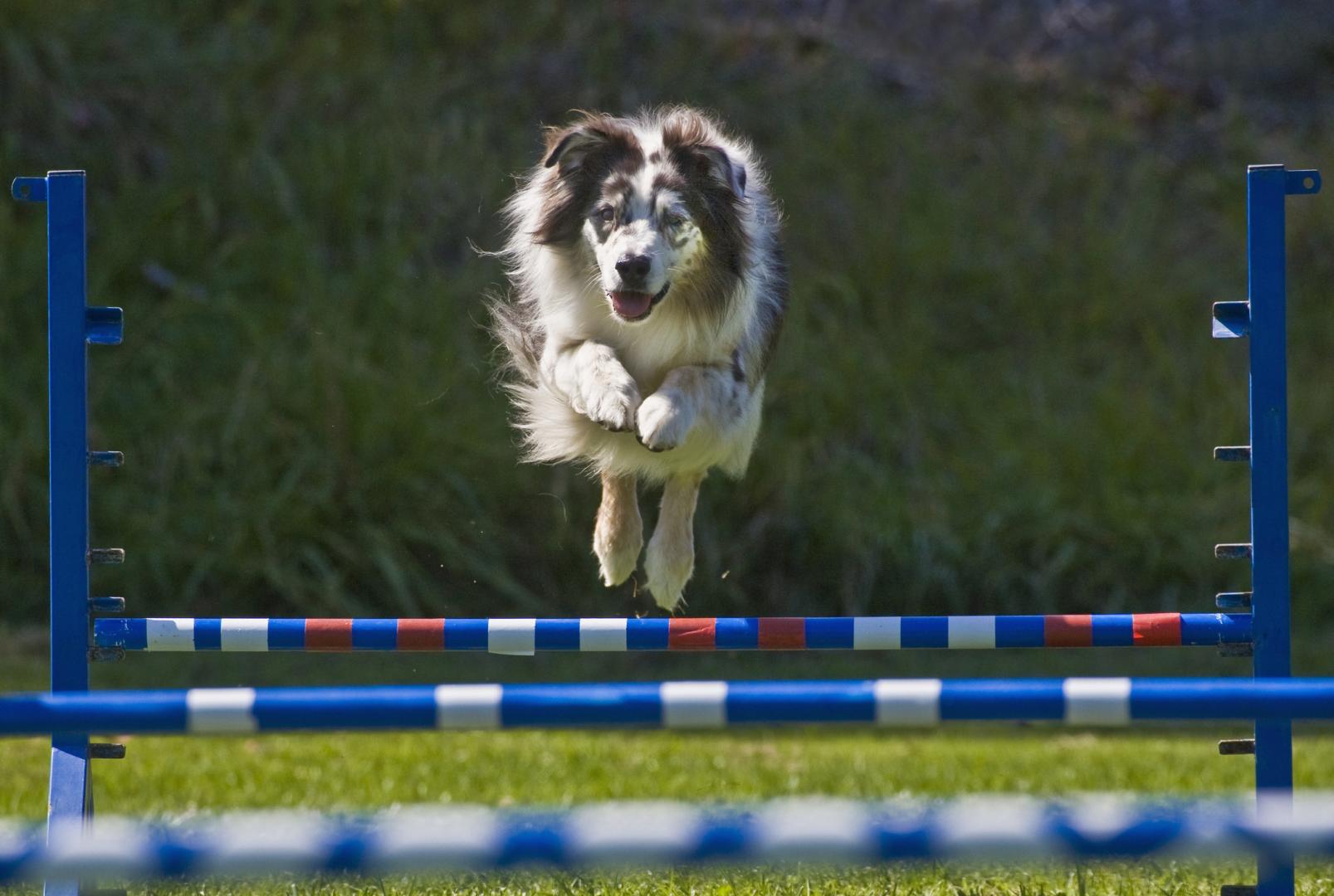  Mozogjunk a kutyánkkal: az agility