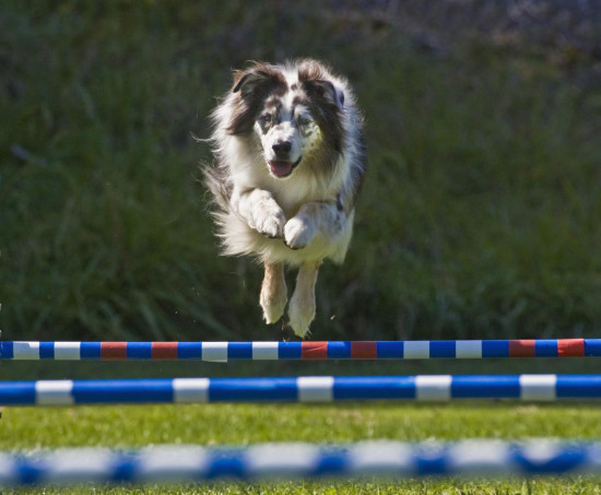  Mozogjunk a kutyánkkal: az agility