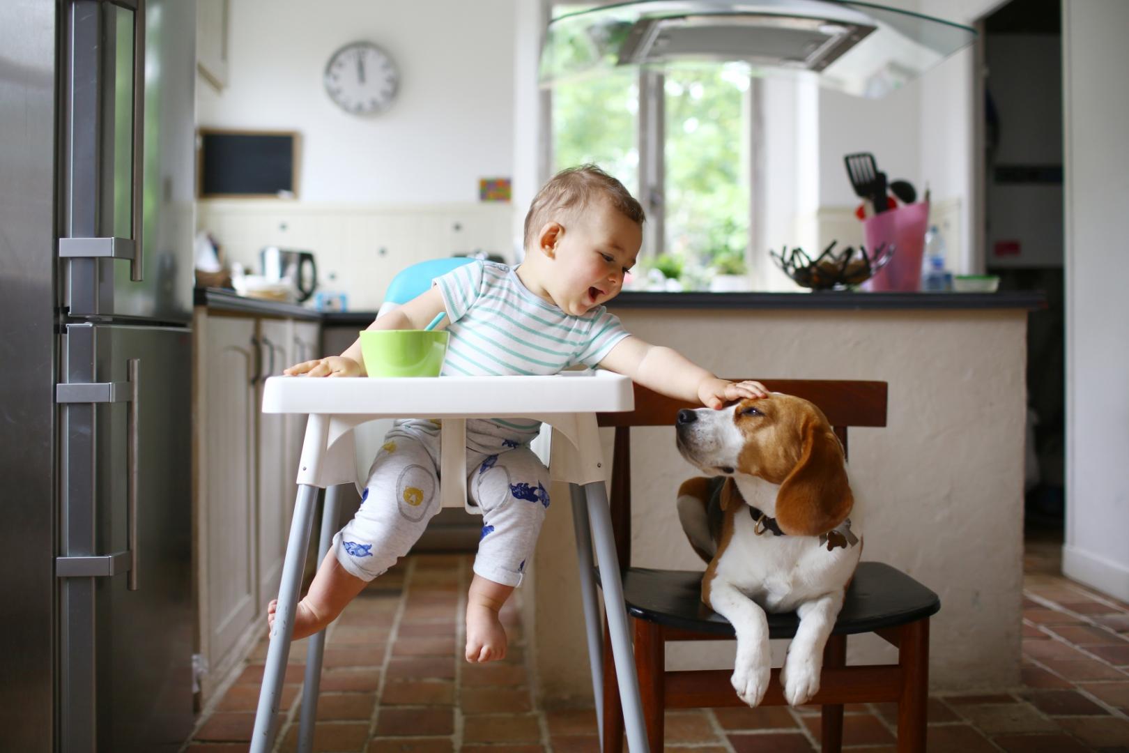  Erősíti a gyerekek immunrendszerét, ha kutyával élnek együtt