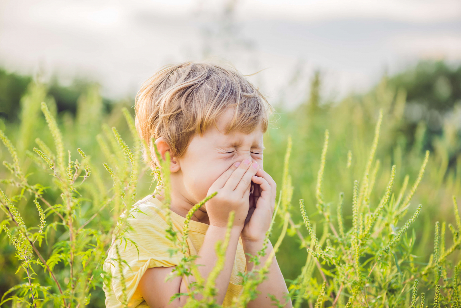  Nyárvégi allergiák – érkezik a parlagfű